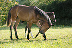 Jhrling und Fohlen