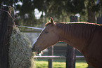 fressendes Warmblut