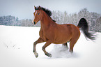 Warmblut im Schnee