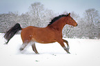 Warmblut im Schnee