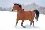 Warmblut im Schnee