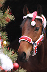 Warmblut Portrait zu Weihnachten