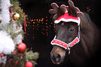 Warmblut Portrait zu Weihnachten