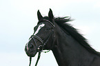 Warmblut Portrait