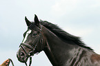 Warmblut Portrait