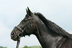 Warmblut Portrait