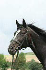 Warmblut Portrait