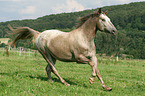 galoppierendes Warmblut