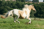 galoppierendes Warmblut
