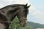 Warmblut Portrait
