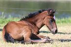 Warmblut Fohlen