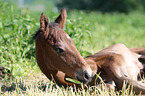 Warmblut Fohlen