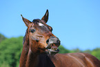 Warmblut Portrait