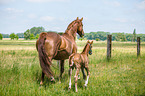 2 Warmblter