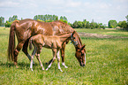 2 Warmblter