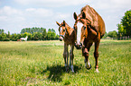 2 Warmblter