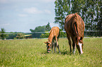 2 Warmblter