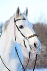 Pferd mit Hackamore