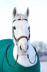 Pferd mit Winterdecke