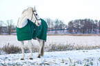 Pferd mit Winterdecke