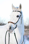 Pferd mit Hackamore