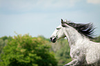 Warmblut Portrait