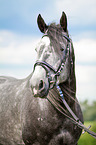 Warmblut Portrait