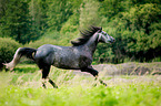galoppierendes Warmblut