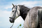 Warmblut Portrait