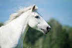 Warmblut Portrait
