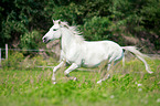 galoppierendes Warmblut