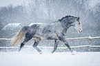 trabendes Warmblut