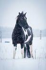 Warmblut