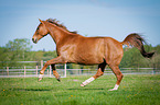 galoppierendes Warmblut