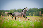 galoppierendes Warmblut