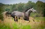 galoppierendes Warmblut