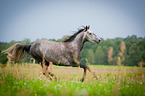 galoppierendes Warmblut