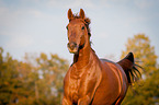 Warmblut Portrait