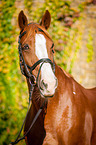 Warmblut Portrait