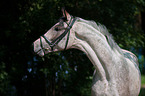 Warmblut Portrait