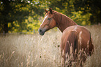 Warmblut Portrait