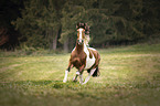 rennendes Warmblut