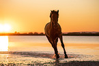galoppierendes Warmblut