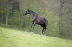 buckelndes Deutsches Warmblut