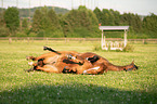 liegende Deutsches Warmblut