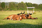 liegende Deutsches Warmblut