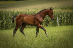 rennendes Warmblutfohlen