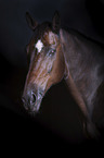 Warmblut Portrait