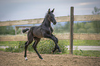 Warmblutfohlen