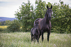 Warmblutstute mit Fohlen